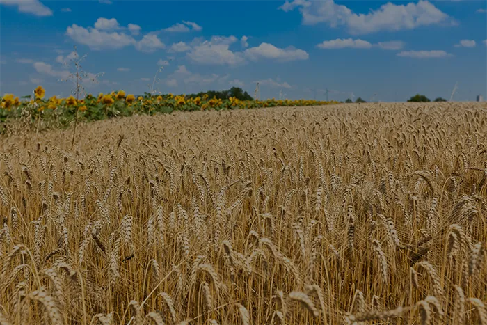 Challenges in the Supply Chain of the food industry and how to solve them. Challenges in the Supply Chain of the food industry and how to solve them.