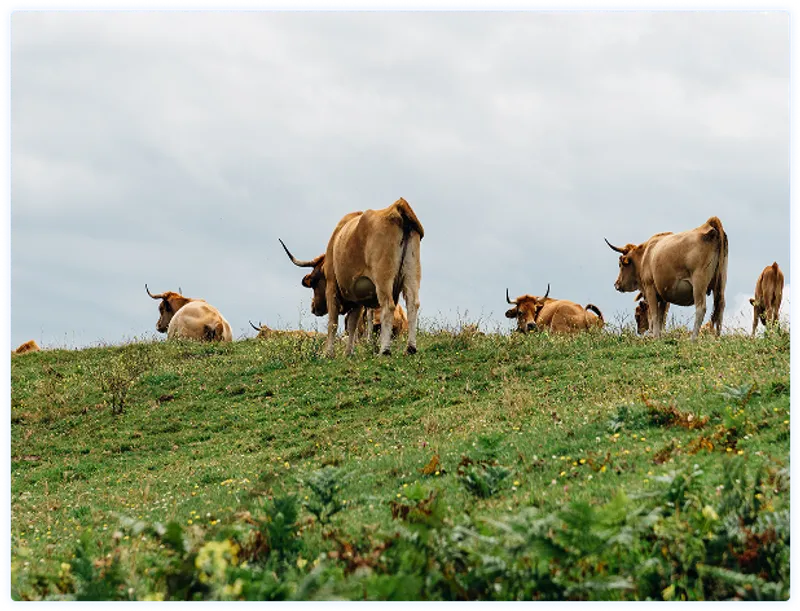 ELESA+GANTER IBÉRICA S.L. - Inazio Elorza, Supply Chain Manager