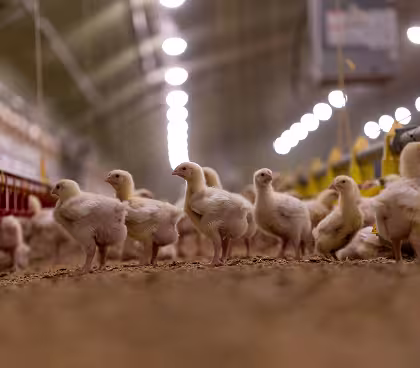 Shrinkage due to uncontrolled returns or expirations